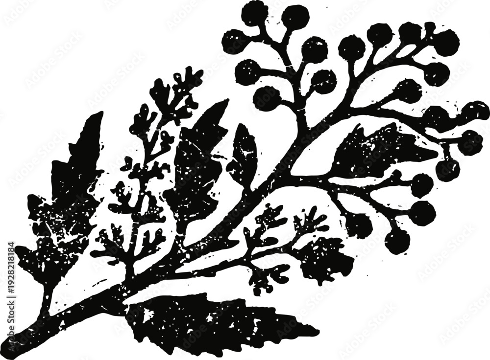 Fototapeta premium Vintage botanical illustration of a branch with leaves and clustered berries in black ink