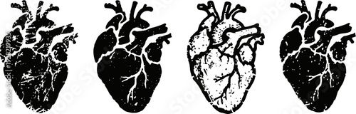vintage anatomical heart illustrations in black and white, detailed human cardiovascular system sketches