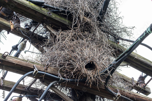 monk parakeet nest on power lines fire hazard in suburban area