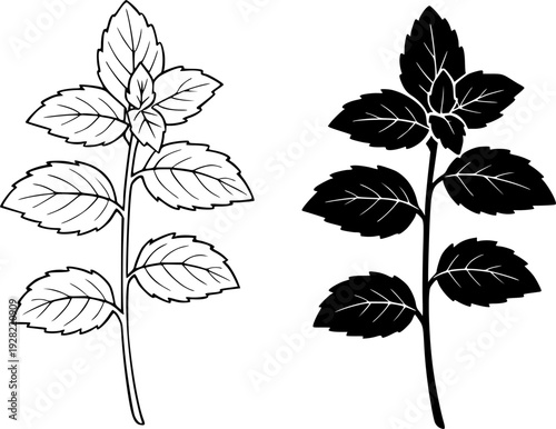 Black and white mint plant illustration set : outline and silhouette icons
