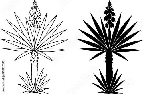 Black and white yucca illustration set : outline and silhouette icons