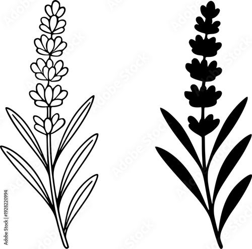 Black and white lavender plant illustration set : outline and silhouette icons