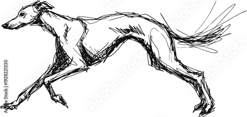 Sketch of running greyhound dog with slender body and long legs in motion, dynamic animal outline drawing