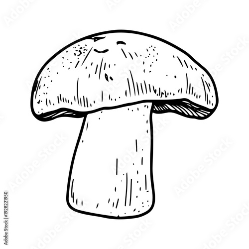 Boletus mushroom. Vector sketch hand drawn. Protein food. Healthy nutrition. Edible. Diet. Vegetarian. Natural plant. Organic product. Line art graphic illustration.
