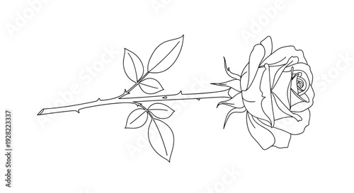 Elegant black and white line art illustration of a single beautiful rose on a long stem with leaves and sharp thorns.