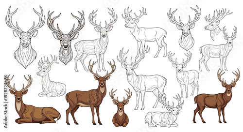 Comprehensive collection of majestic deer with large antlers in various poses, including color illustrations and black and white line art drawings.