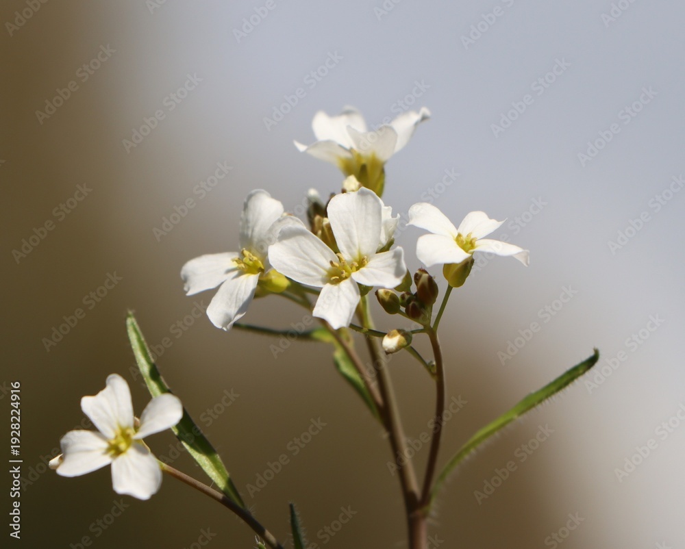 Obraz premium Arabidopsis arenosa (syn. Cardaminopsis arenosa) growing on a railway embankment