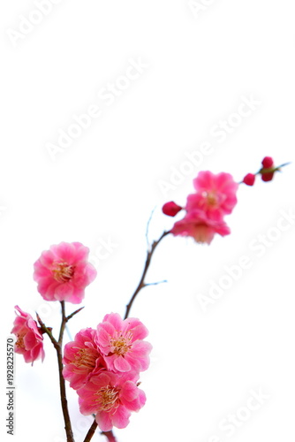 八重咲きの紅梅　白背景