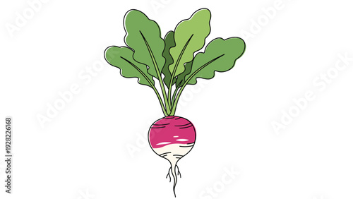 Fresh purple and white radish vegetable with large green leaves and roots, isolated on a white background for food themes.