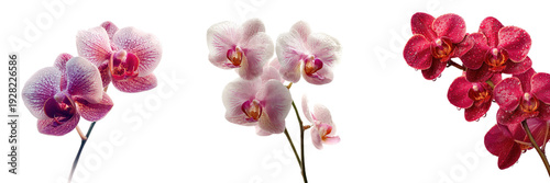 Orchid flower pink purple red blossom petal elegant orchid flower pink purple red blossom petal arranged on transparency background with delicate detail fresh tropical plant mood