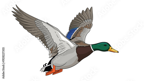 Mallard duck flies through the air with wings spread wide showing colorful feathers and its green head in a graceful natural movement.