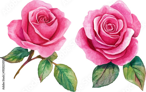 pink rose on white background