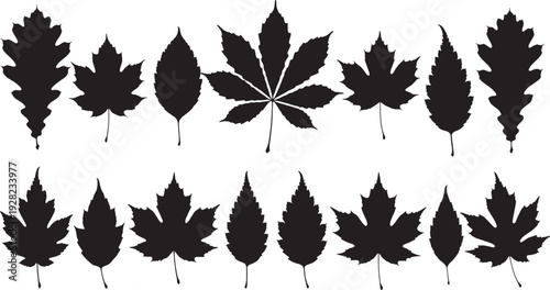 Autumn leaf silhouette collection, assorted maple oak birch foliage black vector set
