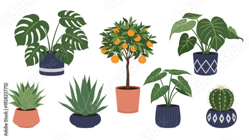 Large collection of diverse indoor houseplants in decorative ceramic pots including succulents, cacti, and tropical leafy greens.