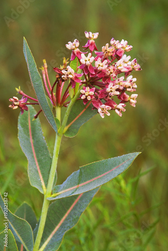 Obraz na płótnie Sullivant's milkweed, Asclepias sullivantii, in bloom.