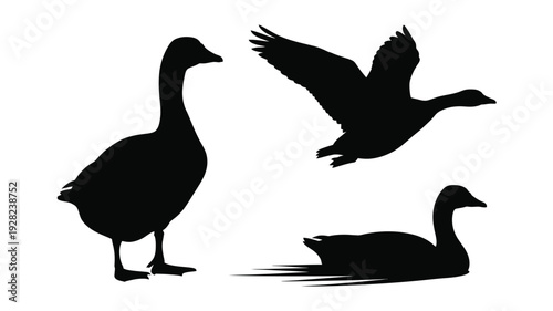 Three geese in various poses a striking black silhouette