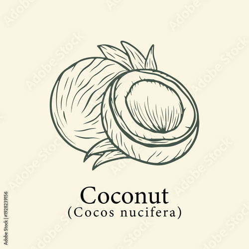 Hand drawn coconut botanical illustration for natural hydration and organic beauty spa