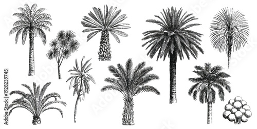 Hand Drawn Palm Tree Set with Tropical Botanical Fronds, Vintage Engraving Style Rainforest Landscape Clipart, Detailed Exotic Sketch Vector Collection for Summer Tourism and Jungle Patterns
