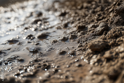 Wet, glistening muddy ground with a shallow pool reflecting sunlight.