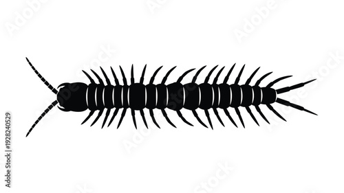 A striking black centipede illustration with many legs a detailed silhouette