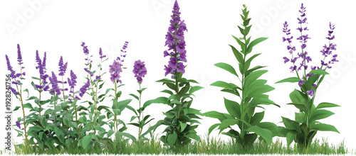 Three different types of perennials, growing tall with purple flowers and green leaves, on a transparent background
