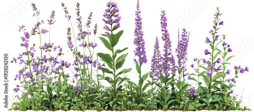 Three different types of perennials, growing tall with purple flowers and green leaves, on a transparent background