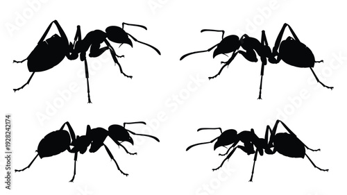 Four ants in various poses depicted as a striking black silhouette