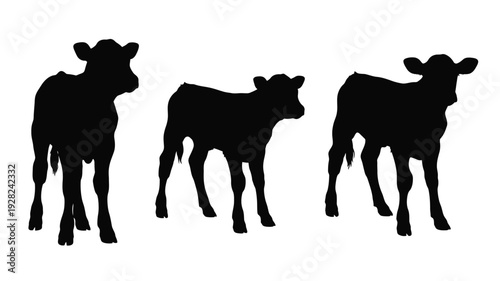 Three young cattle stand together in a striking silhouette