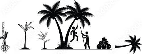 Black Vector Silhouette Set of Coconut Tree Growth Stages and Harvesting Process with Workers Gathering Fruits Isolated on White Background for Tropical Agriculture Graphics
