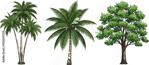 Detailed illustration of palm trees, coconut palm, and broadleaf deciduous tree, showcasing diverse botanical species, perfect for education, landscape design, and environmental projects.