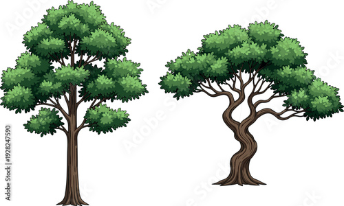 Illustration of two distinct trees including symmetrical rounded canopy with straight trunk and asymmetrical twisted trunk with irregular foliage, ideal for botanical studies, landscape design, and 