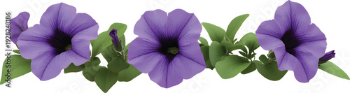 Three purple petunias in various shapes and sizes, on a transparent background