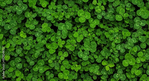 Dense carpet of vibrant green clovers, a symbol of luck and nature's abundance