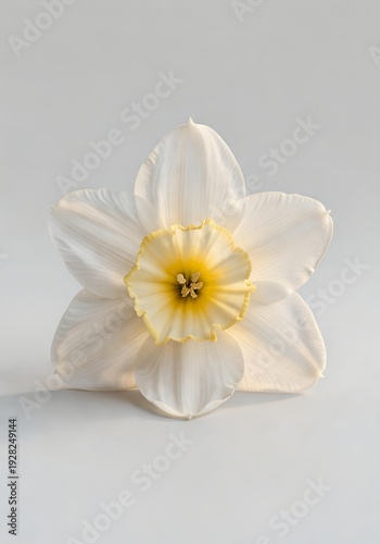 Single White Narcissus Flower on Clean Background