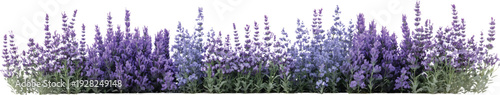 Three purple sage shrubs with different shades of lavender flowers, on a transparent background