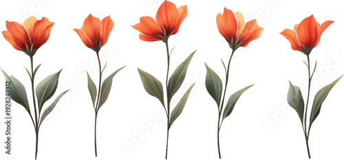 Three realistic digital illustrations of long-stemmed orange flower plants, on a transparent background