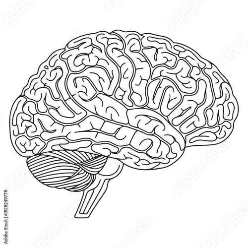 human brain vector illustration