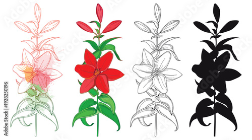 Set of outline Lily flower with bud and leaves in black and color isolated on white background.
