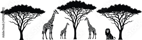 Black silhouette of African safari wildlife featuring giraffes and a lion standing among acacia trees isolated on white background for nature designs