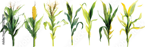 Watercolor illustration of several different types of corn stalks on a transparent background