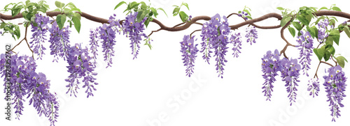 Wisteria, purple flowers on the branches of trees in various shapes and sizes, on a transparent background