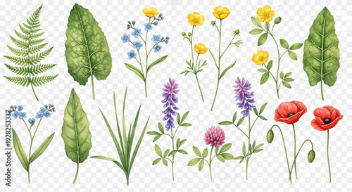 Wildflowers and Leaves in Watercolor Style with Vibrant Colors on Transparent Background for Botanical Design