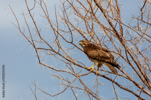 Photos Juvenile red tailed hawk sitting in a tree