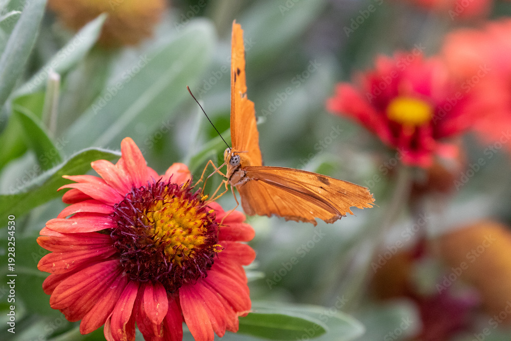 Obraz premium Orange butterfly landing on a colorful wild flower