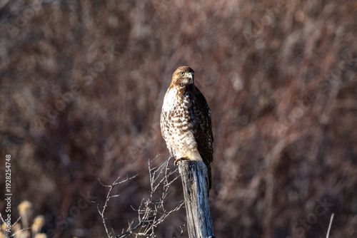Slika na platnu Red tailed hawk on a post looking for food