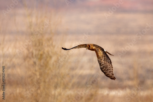Фотография Female harrier hawk flying low over the brush