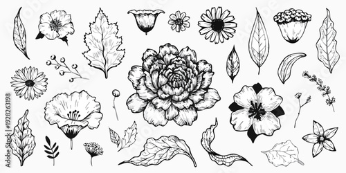 Diverse collection of hand-drawn floral elements in black and white featuring various flowers leaves and berries ideal for botanical designs
