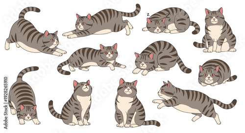 Collection of Adorable Tabby Cats in Various Playful Poses and Resting Positions All with a Cute and Charming Demeanor on a Black Background