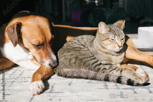 Cat and dog cuddling on carpet in sun. Two bonded cat and dog nestling in companionship. Multi pet household, coexisting pets and interspecies friendships. Harrier mix and tabby cat. Selective focus.