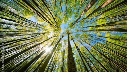 impressive trees in the forest fresh green spring time bottom view